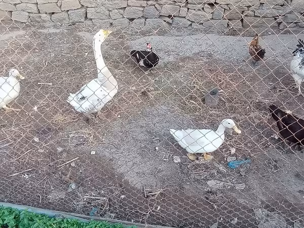 Geese — Azerbaijan