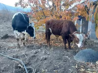 İribuynuzlu mal-qara (partiya, cinsi göstərilməyib), Simmental cattle — foto 2