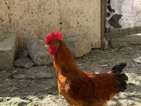 Chickens — الصورة 1