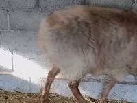 Carnero, Rhon sheep — foto 7