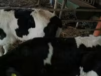 Byk, Russian Black pied cattle — zdjęcie 2