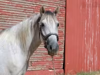 Hengst, Tennessee Walking Horse — Foto 4