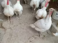 Turkeys — Foto 2