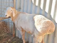 Beran, Rhon sheep — foto 3
