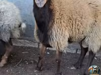 Ram, Sheep — photo 3
