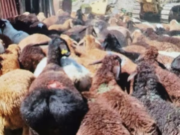 Qoç, Edilbay sheep
