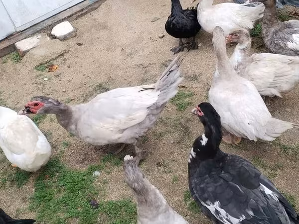 Ducks — Azərbaycan