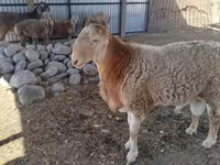 Qoç, Arashan sheep — foto 6