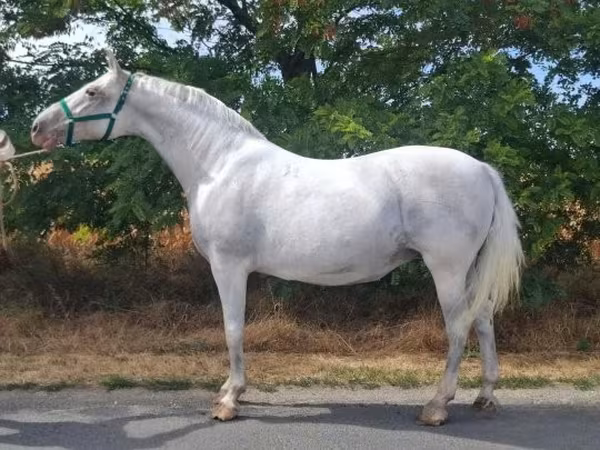 Madyan, Lipizzaner