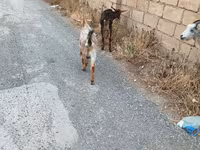 Dişi keçi, Keçilər — foto 7