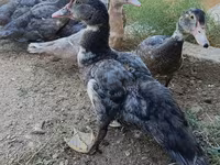 Domestic Muscovy — photo 2