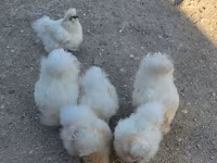 Chickens — photo 2