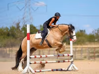 At, Gypsy horse — foto 4