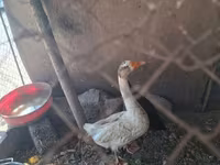 Geese — photo 1