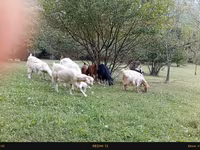 Dişi keçi, Keçilər — foto 1