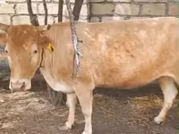 Cow, Simmental cattle — photo 1