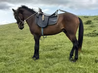 Horse (M), Azerbaijan horse — photo 1