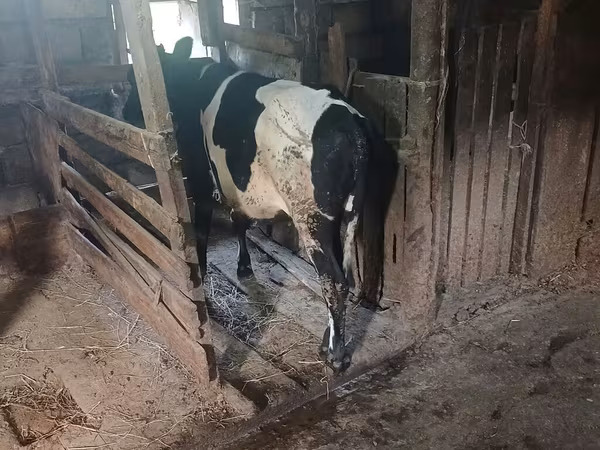 गाय, गोलस्टीन नस्ल