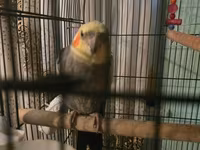 Məhsul: Nimfa papuqayları (Cockatiel) və qəfəs dəsti Təsvir: - — الصورة 5