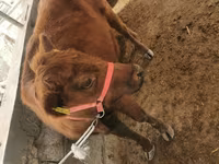 मवेशी (लॉट, लिंग निर्दिष्ट नहीं), मवेशी — फ़ोटो 3