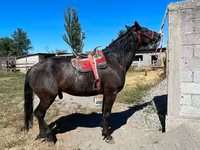 At, Karabair horse — foto 1