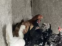 Chickens — photo 5