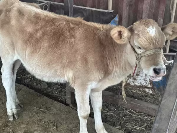 İnək, Simmental cattle