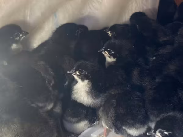 Australorp — Azerbaijan
