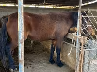 At, Tatar horse — foto 4
