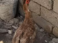 Ducks — foto 4