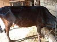 गाय, लाल-धब्बेदार नस्ल — फ़ोटो 1