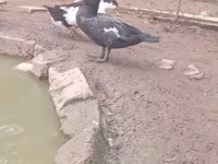 Ducks — Foto 6