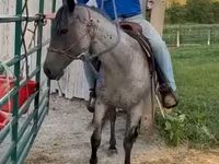 घोड़ा, Quarter Horse — फ़ोटो 2