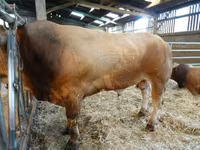 Buğa, Partenaise cattle — foto 2