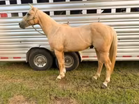 Hengst, Quarter Horse — Foto 4