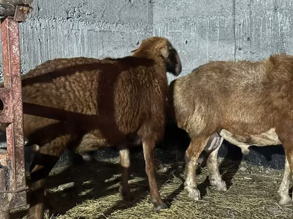 Widder, Edilbay sheep