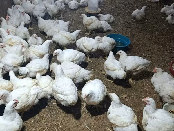 Chickens — Azerbaijan