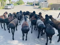 Baran, Owce — zdjęcie 3