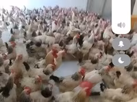 Chickens — foto 1