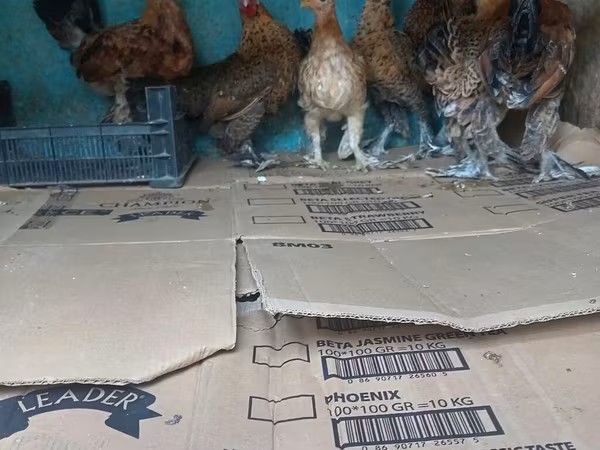 Yapon Bantam