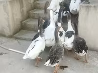 Geese — photo 1