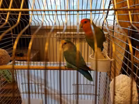 Məhsul: Sevgi quşları (agapornis) cütü və qəfəs dəsti Təsvir: - Növ — photo 1