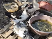 Ducks — फ़ोटो 2