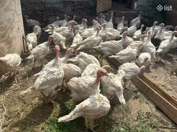 Turkeys — أرمينيا