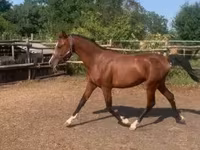 Caballo, Shagya — foto 3