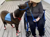 Horse (M), Miniature horse — photo 2