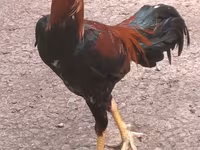 Chickens — photo 3