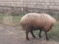 Sheep, Sheep — photo 2
