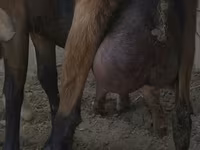 Dişi keçi, Czech Brown Shorthaired goats — foto 1