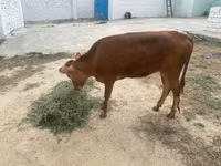 Cow, Cattle — photo 5